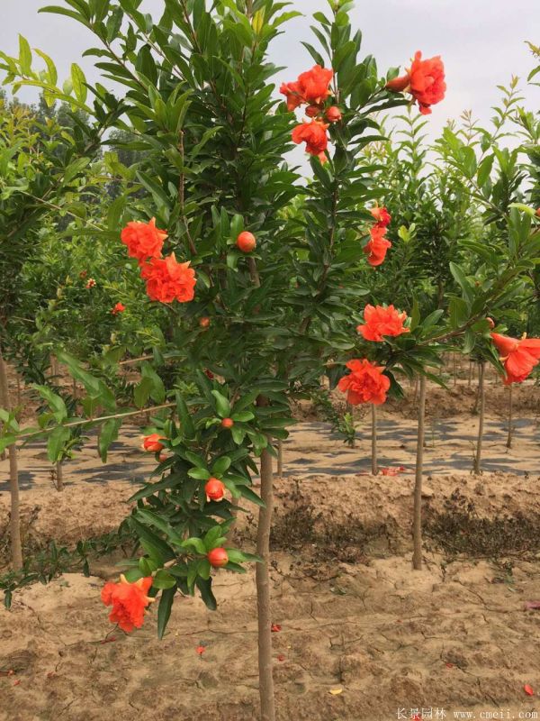 花石榴图片基地实拍