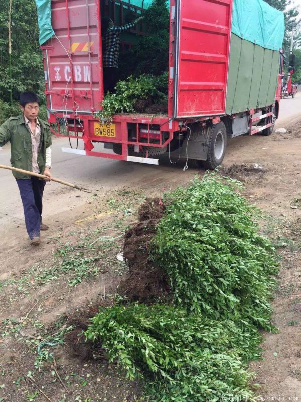 火棘苗图片基地实拍