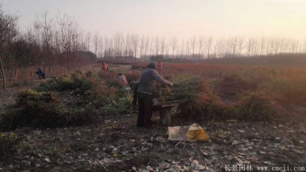 火棘苗图片基地实拍