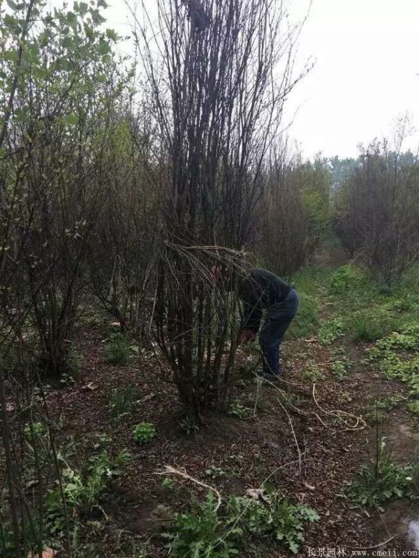 丛生紫薇图片基地实拍