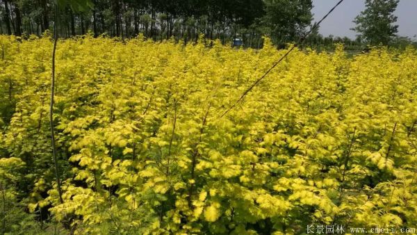 金叶水杉图片基地实拍