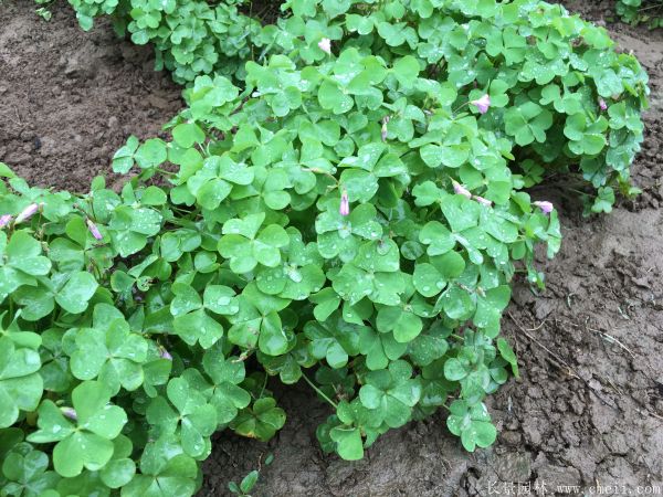 红花草种球图片基地实拍