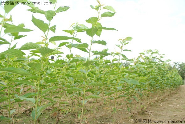 樱花种子出苗发芽图片