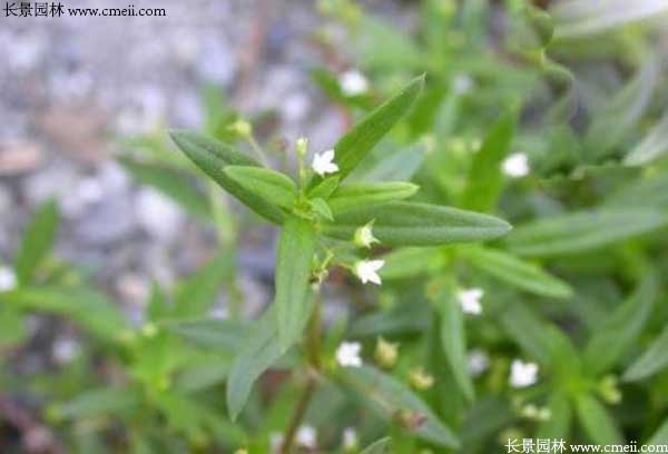 白花蛇草种子发芽出苗开花图片