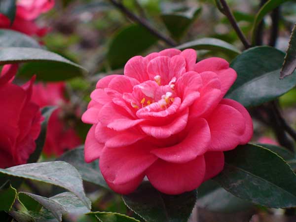 茶花种子发芽出苗开花图片