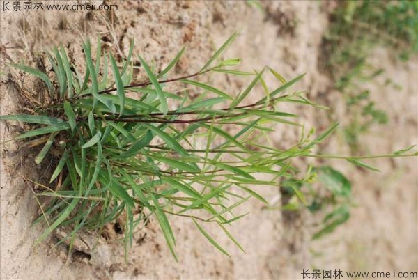 柴胡种子发芽出苗开花图片