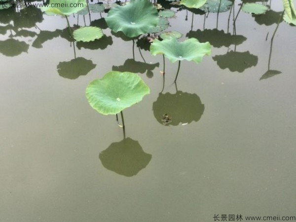 荷花种子发芽出苗图片