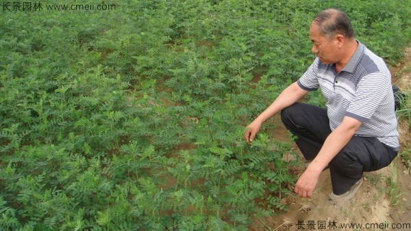 黄芪种子发芽出苗图片