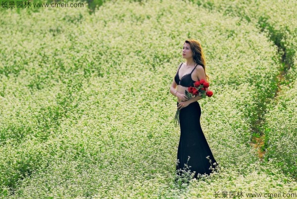 苦荞麦种子发芽出苗图片