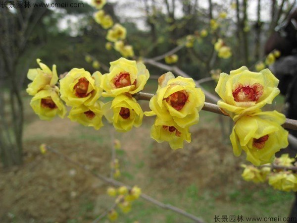 腊梅开花图片