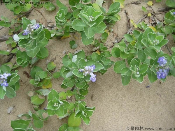 蔓荆子植物图片