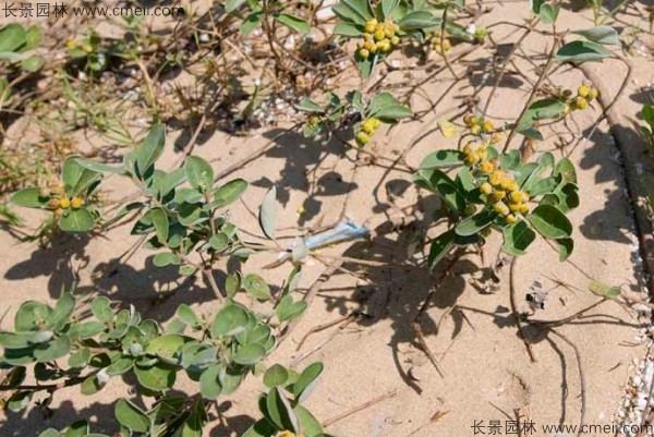 蔓荆子植物图片