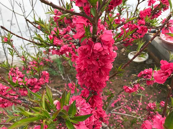 蟠桃树苗开花图片