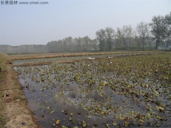 碗莲池塘种植基地图片