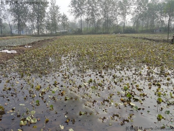 碗莲池塘种植基地图片