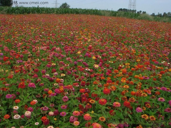 野花组合开花图片