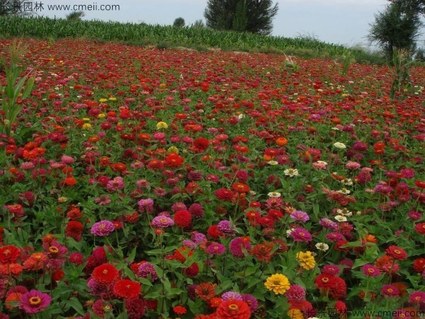 野花组合开花图片