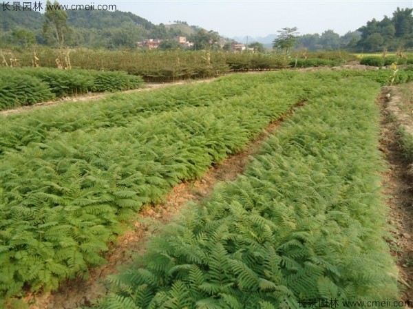 蓝花楹种子发芽出苗图片