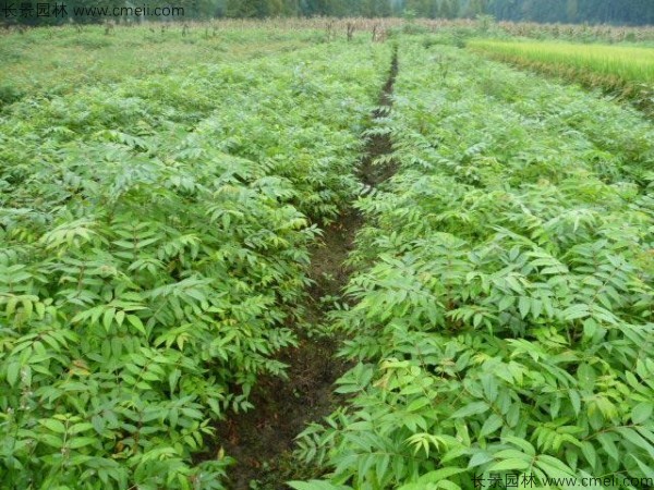 黄山栾树种子发芽出苗图片