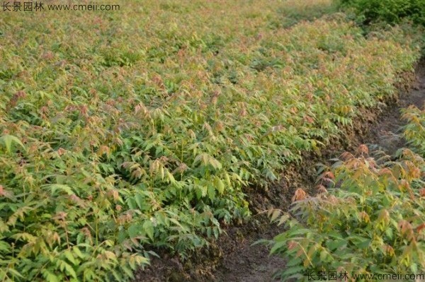 黄山栾树种子发芽出苗图片