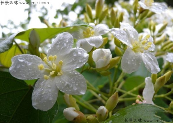 油桐树开花图片