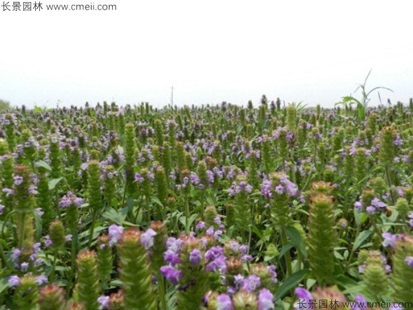 夏枯球种子发芽出苗开花图片