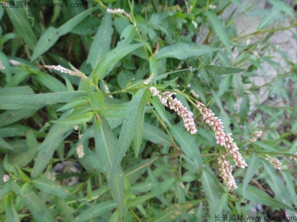 水红花种子发芽出苗开花图片