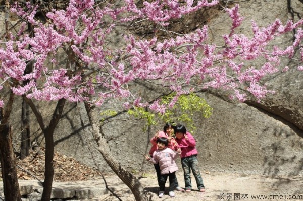 巨紫荆种子发芽出苗开花图片