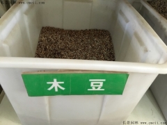 木豆种子