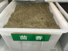 茴香种子