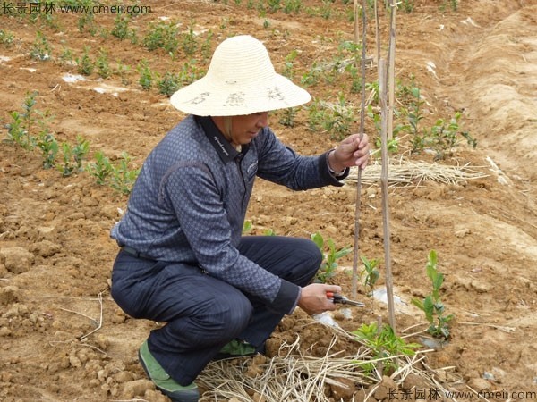 茶树种子发芽出苗图片