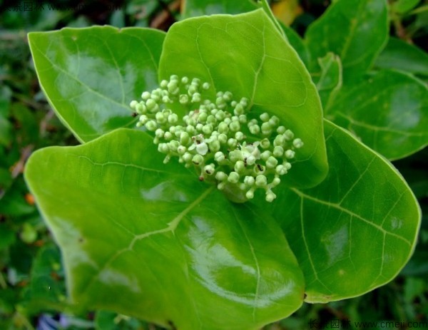 黄荆种子发芽出苗图片