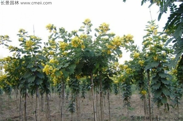 黄花槐种子发芽出苗开花图片