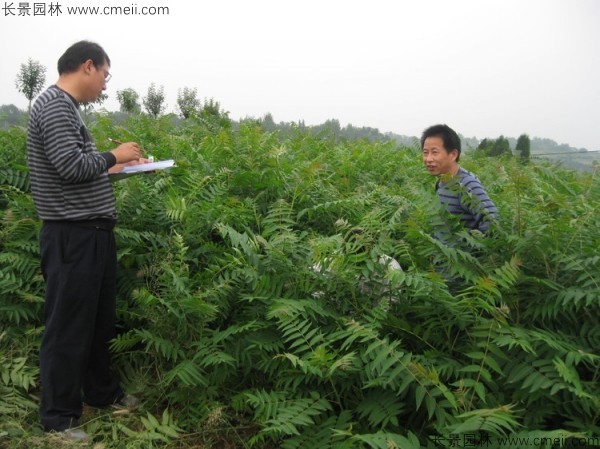 臭椿种子发芽出苗图片