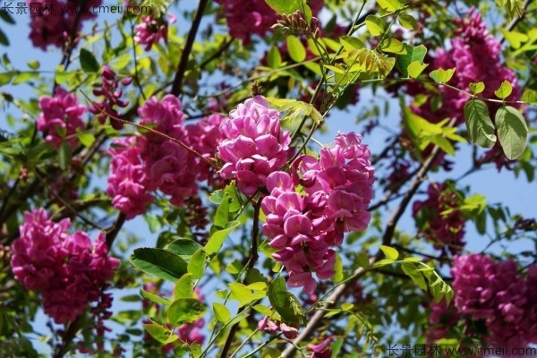 红花槐种子发芽出苗开花图片