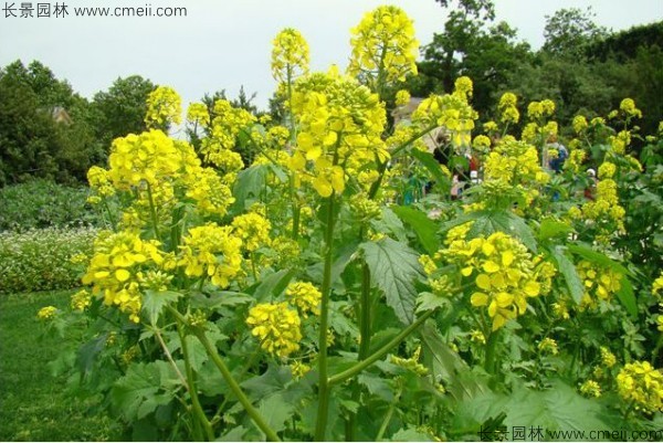 白芥子种子发芽出苗开花图片