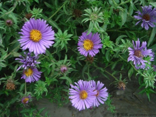 除虫菊种子发芽出苗开花图片