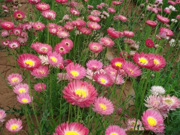 永生菊种子发芽出苗开花图片