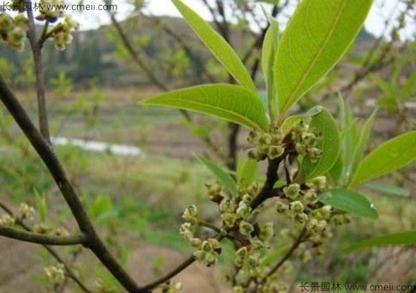 荜澄茄种子发芽出苗图片