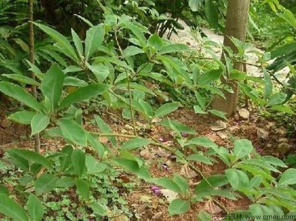 荜澄茄种子发芽出苗图片