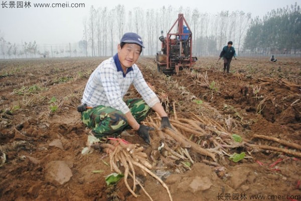 牛蒡种子发芽出苗图片