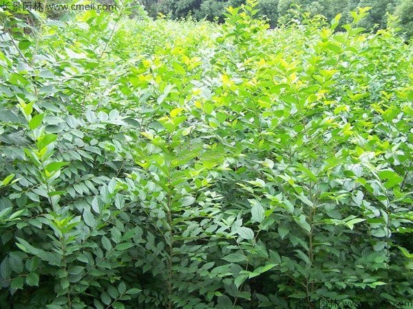 大叶朴树种子发芽出苗图片