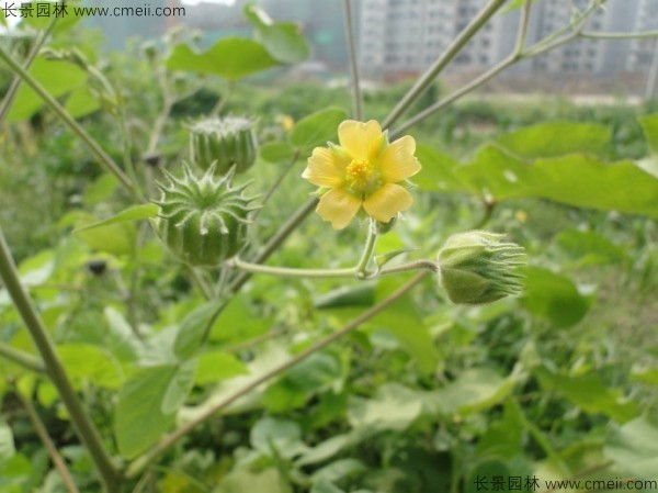 青麻种子发芽出苗开花图片