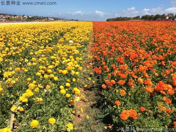 花毛莨开花图片