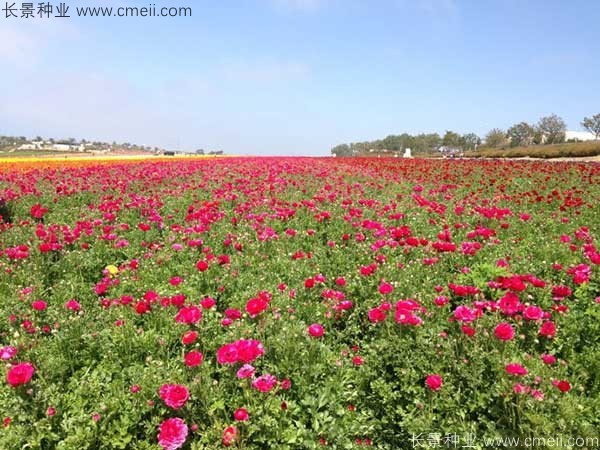 花毛莨开花图片