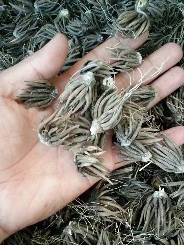 花毛茛种球种苗种根图片