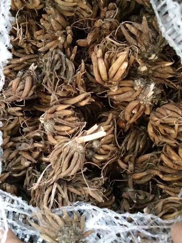 花毛茛种球种苗种根图片