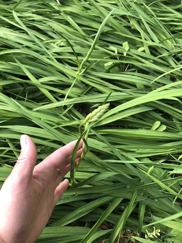 花卉植物香雪兰种苗