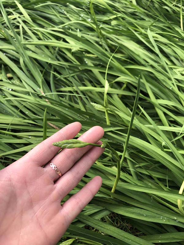 花卉植物香雪兰种苗