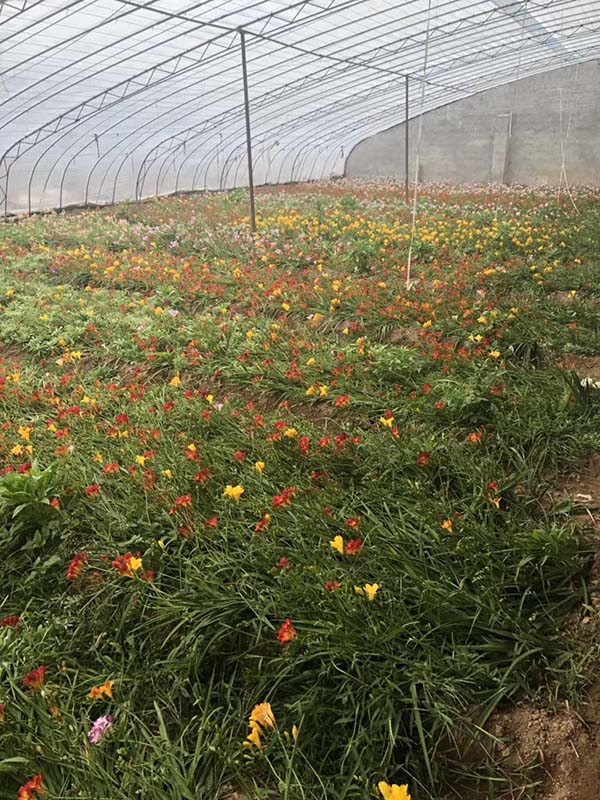 花卉植物香雪兰